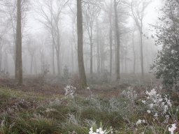 Brouillard et givre